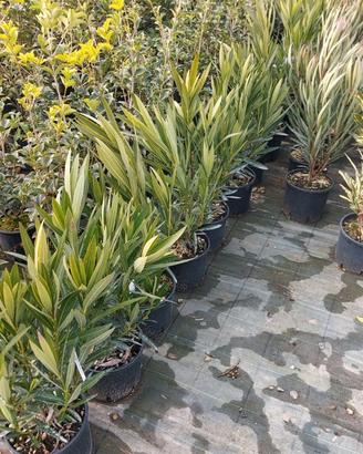 Oleandro in vaso pianta ornamentale da esterno