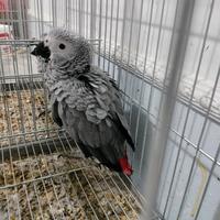 Pappagallo parlante addestrato cenerino