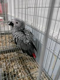 Pappagallo parlante addestrato cenerino