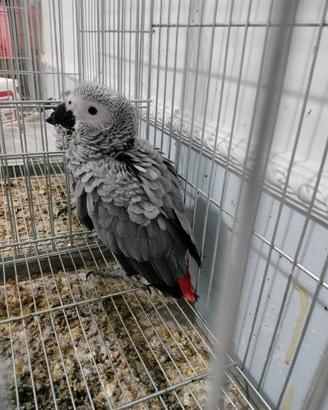 Pappagallo parlante addestrato cenerino