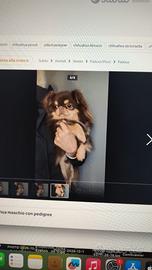 Chihuahua adulto da expo e riproduzione