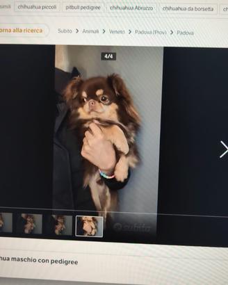 Chihuahua adulto da expo e riproduzione