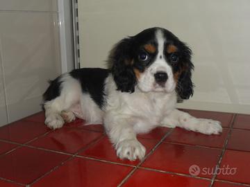 Cavalier king
