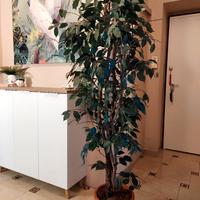 Ficus Benjamin artificiale