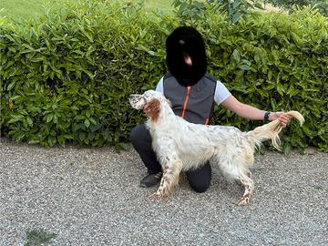 Setter inglese