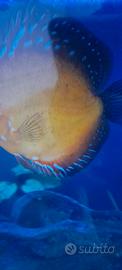 Discus
