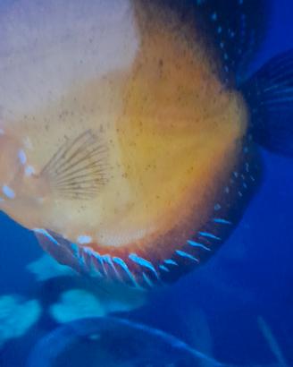Discus