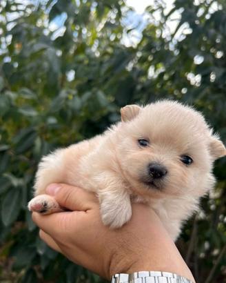 Spitz toy