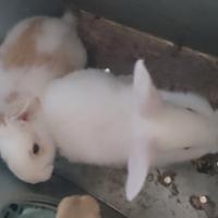 Conigli sani e autonomi