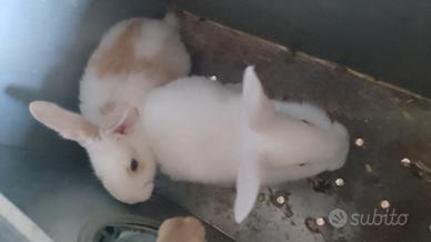 Conigli sani e autonomi