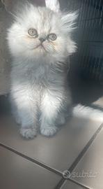 Cuccioli persiani