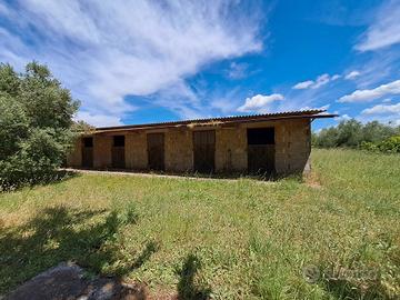 Casale in campagna con terreno Suvereto