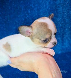 Chihuahua femmina mini con pedigree ENCI