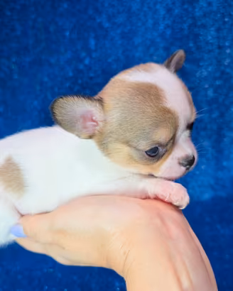 Chihuahua femmina mini con pedigree ENCI