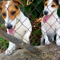 Jack russell terrier
