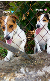 Jack russell terrier