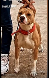 Cuccioli american pitbull terrier