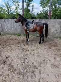 Cavallo