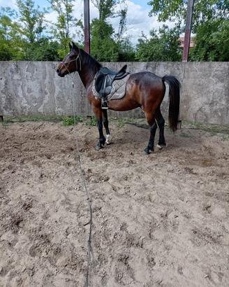 Cavallo