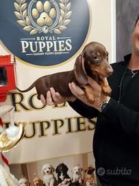 Promo bassotto maschio Chocolate