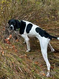Pointer inglese