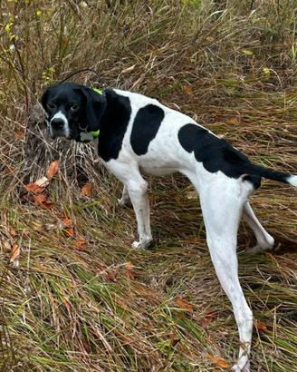 Pointer inglese
