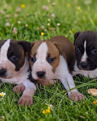 Cuccioli American Staffordshire Terrier