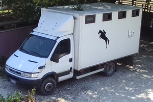 Daily trasporto cavalli