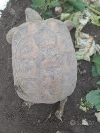 tartarughe