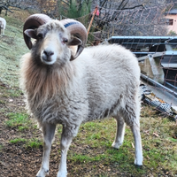 Pecora nana d'oussant