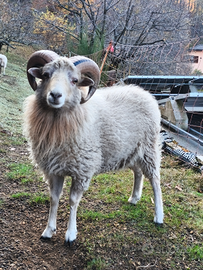 Pecora nana d'oussant