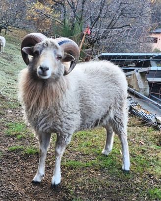 Pecora nana d'oussant