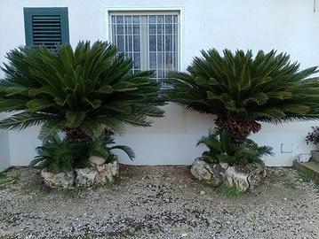 Cycas
