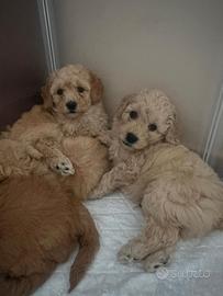 Barbonicini cuccioli