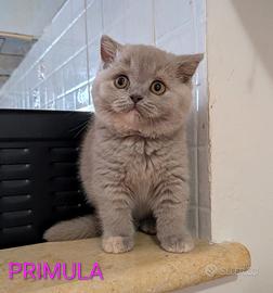 British shorthair disponibili