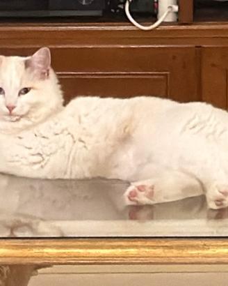 Due gattini amorevoli