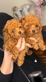 Barboncino toy con P ENCI. Maschio