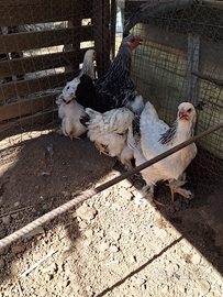 Pulcinotti Brahma columbia