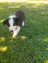 Cuccioli border collie