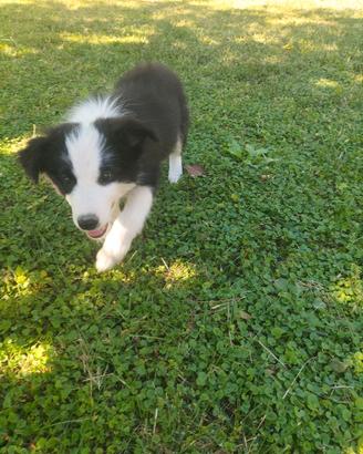 Cuccioli border collie
