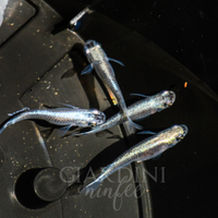 Medaka miyuki tekkamen