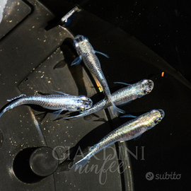 Medaka miyuki tekkamen