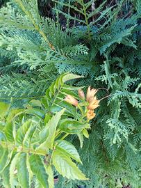 piantina bignonia con fiori arancioni 