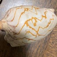 Conchiglia genere Voluta pipistrello