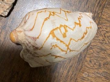 Conchiglia genere Voluta pipistrello