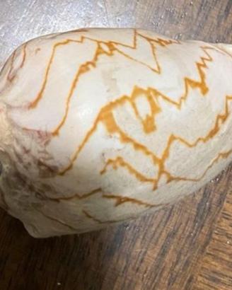 Conchiglia genere Voluta pipistrello