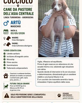 Cuccioli Maschi Pastore Asia Centrale