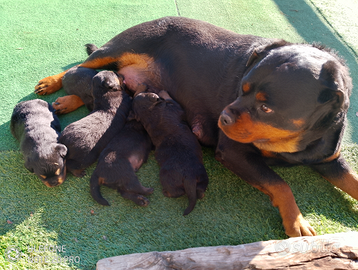 Cuccioli di rottweiler