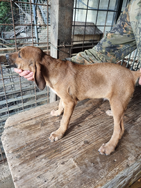 Cuccioli Segugio maremmano