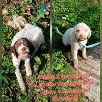 Femmine Lagoto Romagnolo